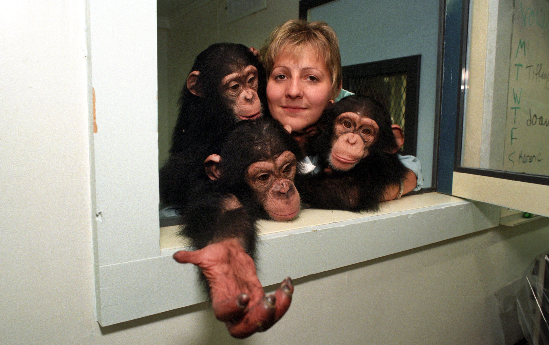 Chimps at a lab before rescue ©Susan Farley Photography/NYC and Westchester Portrait Photographer.Best NYC  event, Portrait and Corporate freelance photographer : People Lifestyle Portraits : Susan Farley NYC Freelance PHOTOGRAPHER New York City, NY Portrait and Event Photography by Susan Farley Photography, New York and WESTCHESTER,NY FREELANCE PHOTOJOURNALIST IS AN AWARD-WINNING PHOTOJOURNALIST IN NEW YORK CITY & WESTCHESTER COUNTY FREELANCE