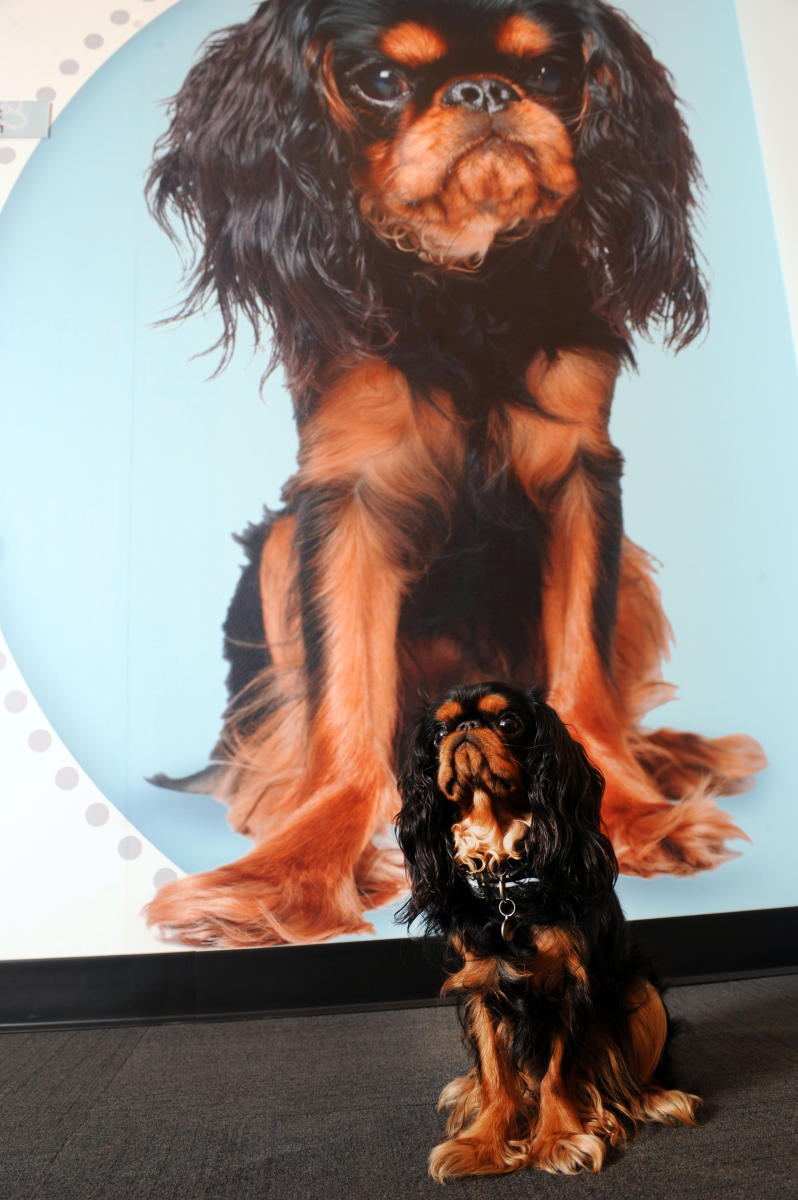 King Charles Spaniel
© Susan Farley Photography NYC : Children and Animal Portraits : Susan Farley NYC Freelance PHOTOGRAPHER New York City, NY Portrait and Event Photography by Susan Farley Photography, New York and WESTCHESTER,NY FREELANCE PHOTOJOURNALIST IS AN AWARD-WINNING PHOTOJOURNALIST IN NEW YORK CITY & WESTCHESTER COUNTY FREELANCE