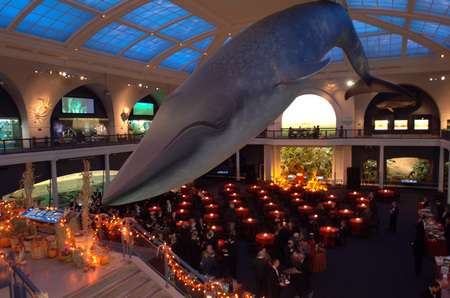 © Corporate Events Susan Farley NYC, New York Photographer